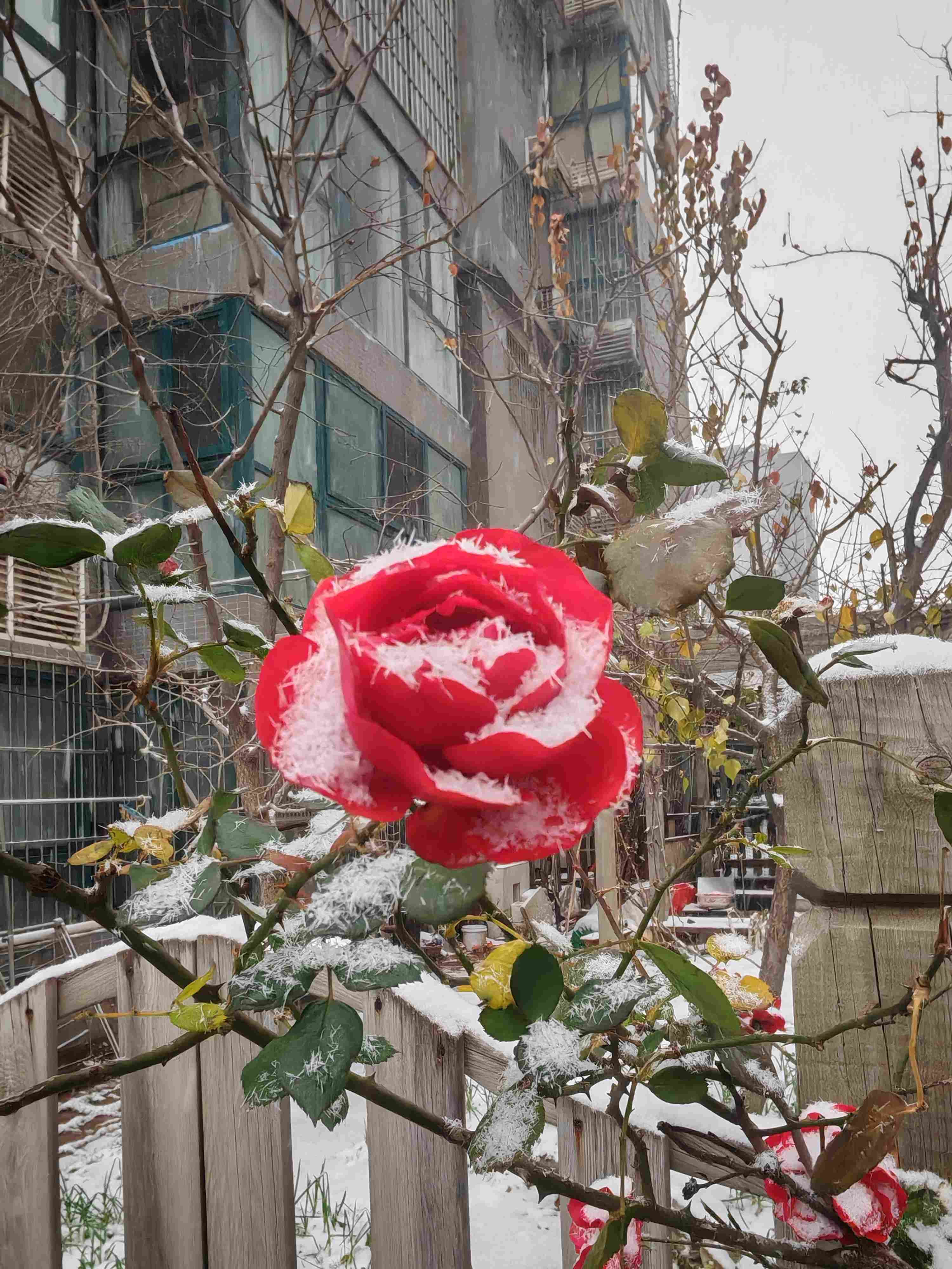 今日郑州大雪（多图）