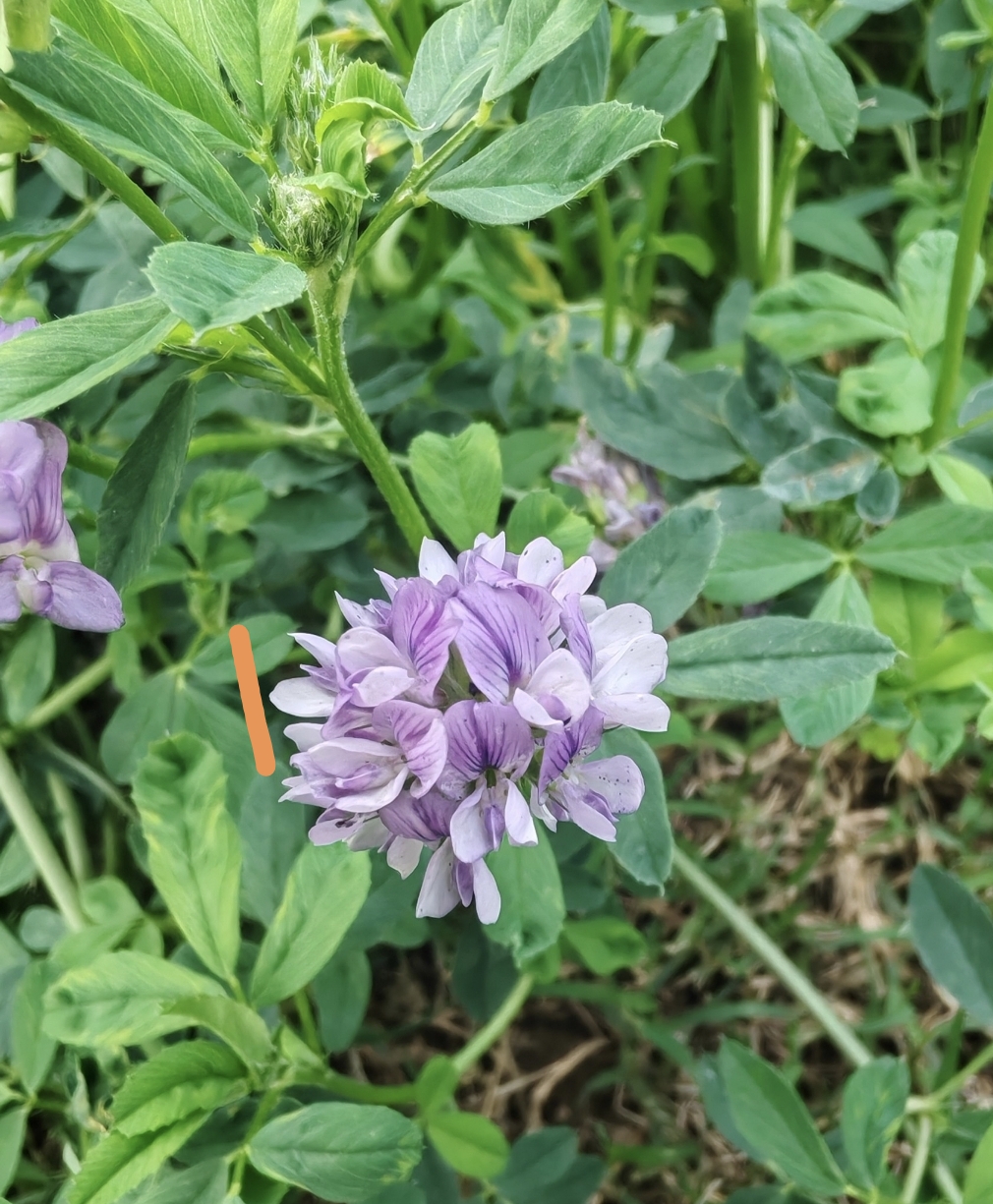 香港高才计划申请